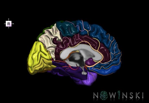 G8.T3.2-6 6.21-13.4-15.3.V4.C2.L0.Cerebrum-No precuneus left-White matter-Intracranial arteries