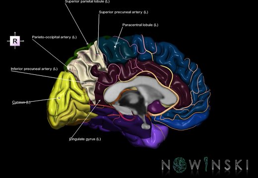 G8.T3.2-6 6.21-13.4-15.3.V4.C2.L1.Cerebrum-No precuneus left-White matter-Intracranial arteries