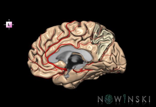 G8.T3.3-6 6.21-13.4-15.4.V2.C1.L0.Cerebrum-No precuneus right-White matter-Intracranial arteries