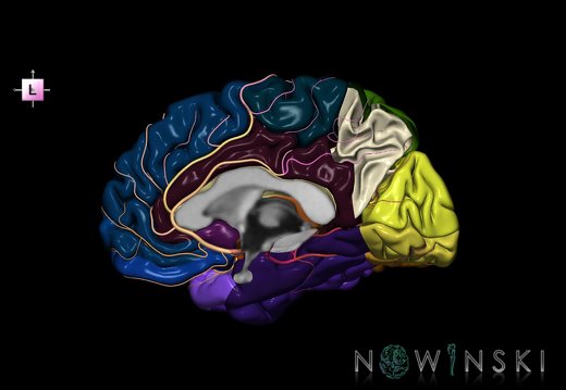 G8.T3.3-6 6.21-13.4-15.4.V2.C2.L0.Cerebrum-No precuneus right-White matter-Intracranial arteries