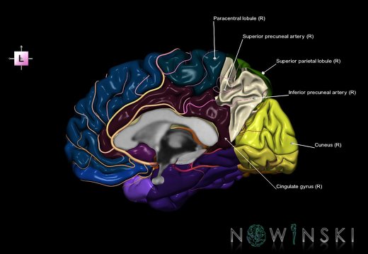 G8.T3.3-6 6.21-13.4-15.4.V2.C2.L1.Cerebrum-No precuneus right-White matter-Intracranial arteries