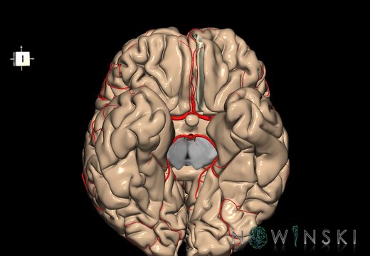 G8.T3.1-6 6.22-13.4-15.2.V7.C1.L0.Cerebrum-No straight gyrus left-WM-Intracranial arteries