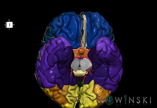 G8.T3.1-6 6.22-13.4-15.2.V7.C2.L0.Cerebrum-No straight gyrus left-WM-Intracranial arteries