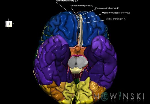 G8.T3.1-6 6.22-13.4-15.2.V7.C2.L1.Cerebrum-No straight gyrus left-WM-Intracranial arteries