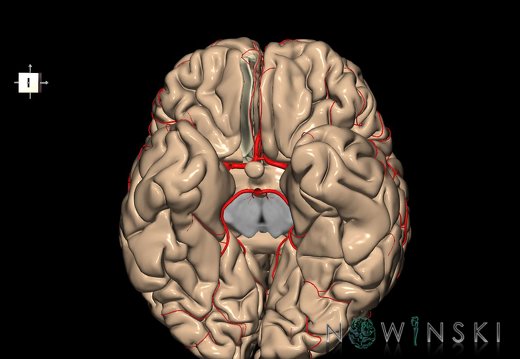 G8.T3.1-6 6.22-13.4-15.2.V8.C1.L0.Cerebrum-No straight gyrus right-WM-Intracranial arteries