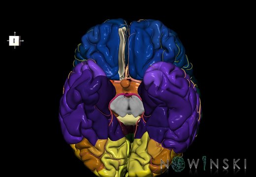 G8.T3.1-6 6.22-13.4-15.2.V8.C2.L0.Cerebrum-No straight gyrus right-WM-Intracranial arteries