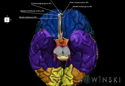 G8.T3.1-6 6.22-13.4-15.2.V8.C2.L1.Cerebrum-No straight gyrus right-WM-Intracranial arteries