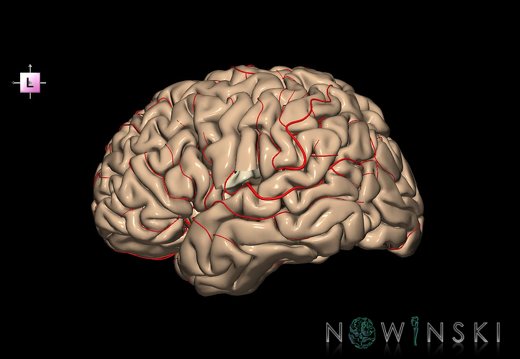 G8.T3.1-6 6.23-13.4-15.2.V7.C1.L0.Cerebrum-No subcentral gyrus left-WM-Intracranial arteries