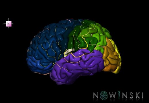 G8.T3.1-6 6.23-13.4-15.2.V7.C2.L0.Cerebrum-No subcentral gyrus left-WM-Intracranial arteries