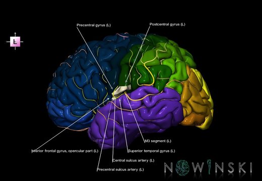 G8.T3.1-6 6.23-13.4-15.2.V7.C2.L1.Cerebrum-No subcentral gyrus left-WM-Intracranial arteries