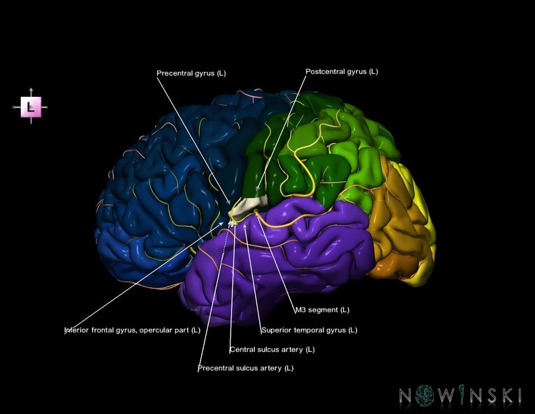 G8.T3.1-6_6.23-13.4-15.2.V7.C2.L1.Cerebrum-No_subcentral_gyrus_left-WM-Intracranial_arteries.tiff