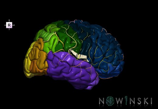 G8.T3.1-6 6.23-13.4-15.2.V8.C2.L0.Cerebrum-No subcentral gyrus right-WM-Intracranial arteries