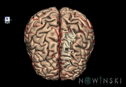 G8.T3.1-6 6.24-13.4-15.2.V7.C1.L0.Cerebrum-No sup frontal gyrus left-WM-Intracranial arteries