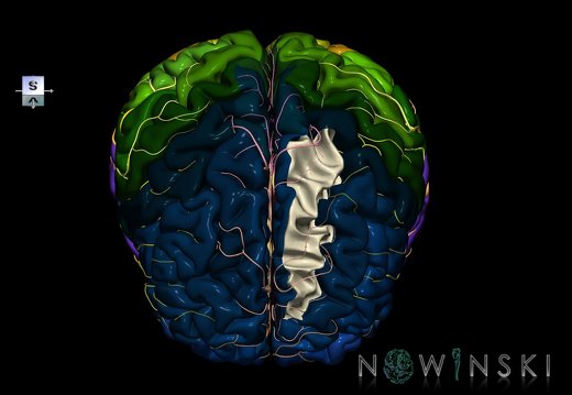 G8.T3.1-6 6.24-13.4-15.2.V7.C2.L0.Cerebrum-No sup frontal gyrus left-WM-Intracranial arteries
