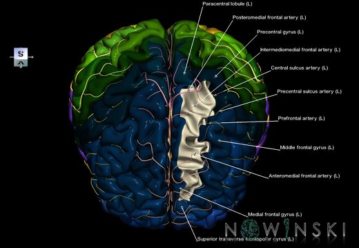 G8.T3.1-6 6.24-13.4-15.2.V7.C2.L1.Cerebrum-No sup frontal gyrus left-WM-Intracranial arteries