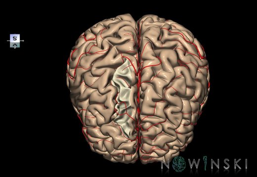 G8.T3.1-6 6.24-13.4-15.2.V8.C1.L0.Cerebrum-No sup frontal gyrus right-WM-Intracranial arteries