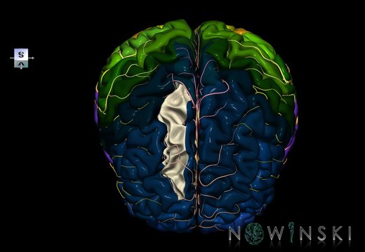 G8.T3.1-6 6.24-13.4-15.2.V8.C2.L0.Cerebrum-No sup frontal gyrus right-WM-Intracranial arteries