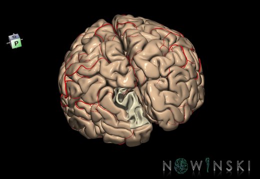 G8.T3.1-6 6.25-13.4-15.2.V7.C1.L0.Cerebrum-No sup occipital gyrus left-WM-Intracranial arteries