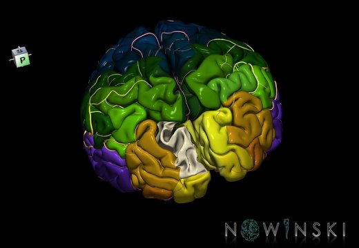 G8.T3.1-6 6.25-13.4-15.2.V7.C2.L0.Cerebrum-No sup occipital gyrus left-WM-Intracranial arteries