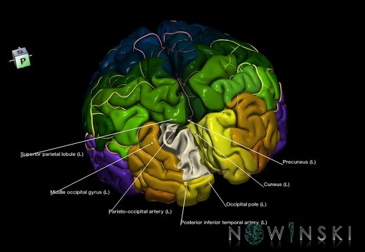 G8.T3.1-6 6.25-13.4-15.2.V7.C2.L1.Cerebrum-No sup occipital gyrus left-WM-Intracranial arteries
