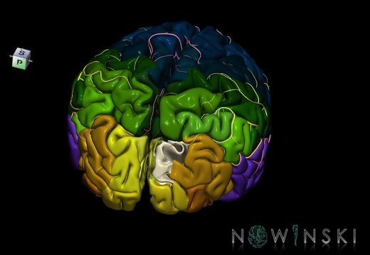 G8.T3.1-6 6.25-13.4-15.2.V8.C2.L0.Cerebrum-No sup occipital gyrus right-WM-Intracranial arteries