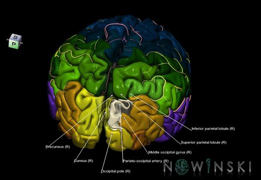 G8.T3.1-6 6.25-13.4-15.2.V8.C2.L1.Cerebrum-No sup occipital gyrus right-WM-Intracranial arteries