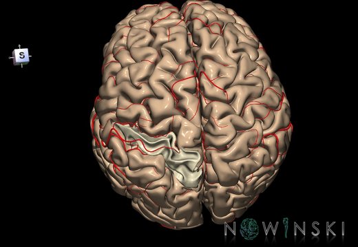 G8.T3.1-6 6.26-13.4-15.2.V7.C1.L0.Cerebrum-No sup parietal lobule left-WM-Intracranial arteries
