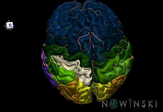 G8.T3.1-6 6.26-13.4-15.2.V7.C2.L0.Cerebrum-No sup parietal lobule left-WM-Intracranial arteries