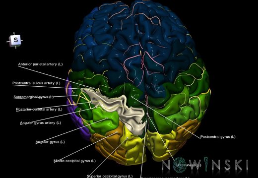 G8.T3.1-6 6.26-13.4-15.2.V7.C2.L1.Cerebrum-No sup parietal lobule left-WM-Intracranial arteries