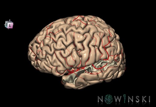 G8.T3.1-6 6.27-13.4-15.2.V7.C1.L0.Cerebrum-No sup temporal gyrus left-WM-Intracranial arteries