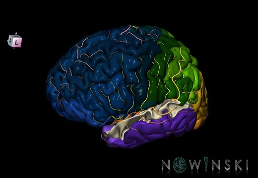 G8.T3.1-6 6.27-13.4-15.2.V7.C2.L0.Cerebrum-No sup temporal gyrus left-WM-Intracranial arteries
