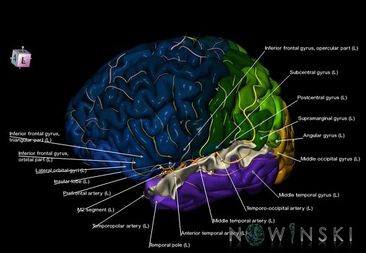 G8T3-6 6.27-13.4-15.CerebrumNoSuperiorTemporalGyrusWhiteMatterIntracranialArteries