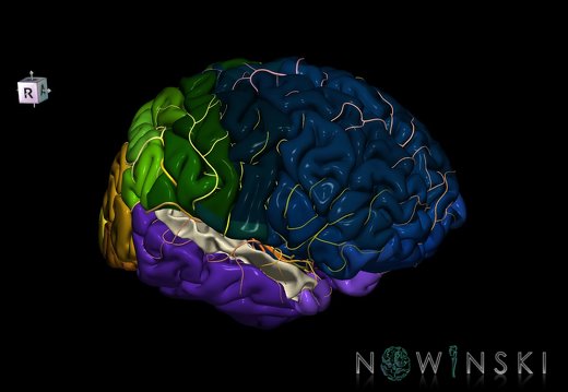 G8.T3.1-6 6.27-13.4-15.2.V8.C2.L0.Cerebrum-No sup temporal gyrus right-WM-Intracranial arteries