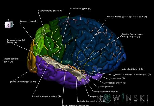 G8.T3.1-6 6.27-13.4-15.2.V8.C2.L1.Cerebrum-No sup temporal gyrus right-WM-Intracranial arteries