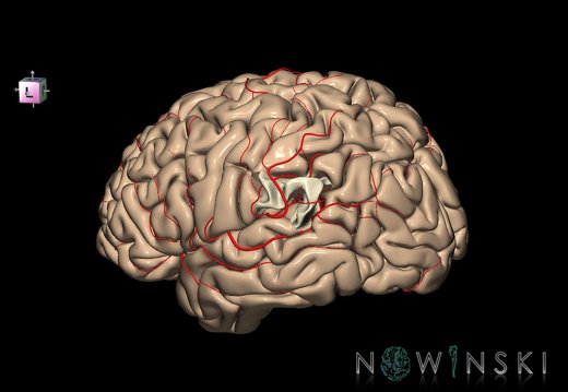 G8.T3.1-6 6.28-13.4-15.2.V7.C1.L0.Cerebrum-No supramarginal gyrus left-WM-Intracranial arteries