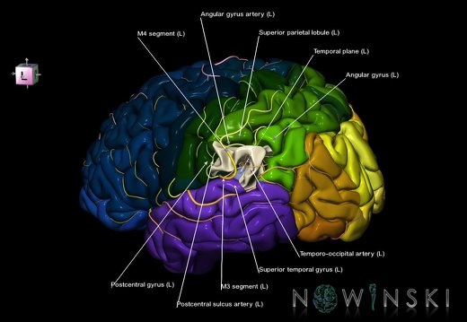 G8.T3.1-6 6.28-13.4-15.2.V7.C2.L1.Cerebrum-No supramarginal gyrus left-WM-Intracranial arteries