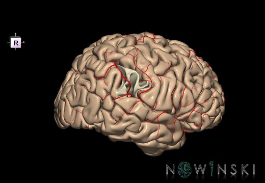 G8.T3.1-6 6.28-13.4-15.2.V8.C1.L0.Cerebrum-No supramarginal gyrus right-WM-Intracranial arteries