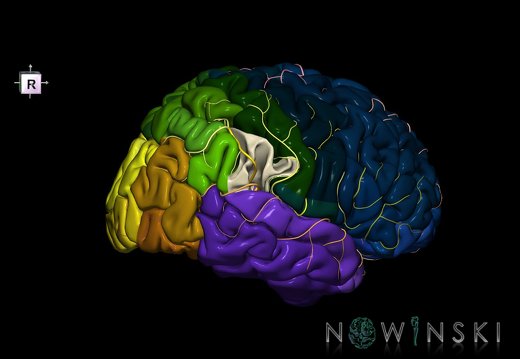 G8.T3.1-6 6.28-13.4-15.2.V8.C2.L0.Cerebrum-No supramarginal gyrus right-WM-Intracranial arteries