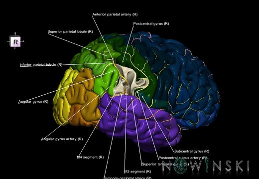 G8.T3.1-6 6.28-13.4-15.2.V8.C2.L1.Cerebrum-No supramarginal gyrus right-WM-Intracranial arteries
