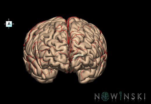 G8.T3.1-6 6.29.2-13.4-15.2.V7.C1.L0.Cerebrum-No inf trans frontopolar gyrus left-WM-Intracranial arteries