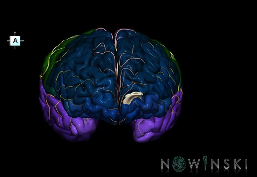 G8.T3.1-6 6.29.2-13.4-15.2.V7.C2.L0.Cerebrum-No inf trans frontopolar gyrus left-WM-Intracranial arteries