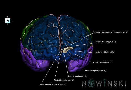 G8.T3.1-6 6.29.2-13.4-15.2.V7.C2.L1.Cerebrum-No inf trans frontopolar gyrus left-WM-Intracranial arteries