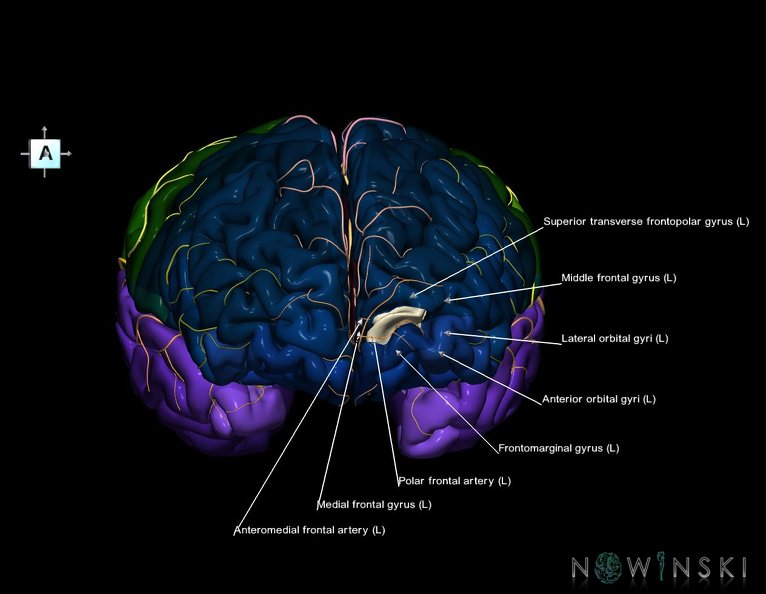 G8.T3.1-6_6.29.2-13.4-15.2.V7.C2.L1.Cerebrum-No_inf_trans_frontopolar_gyrus_left-WM-Intracranial_arteries.tiff