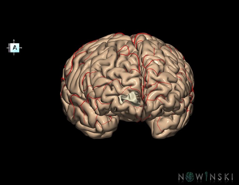 G8.T3.1-6_6.29.2-13.4-15.2.V8.C1.L0.Cerebrum-No_inf_trans_frontopolar_gyrus_right-WM-Intracranial_arteries.tiff
