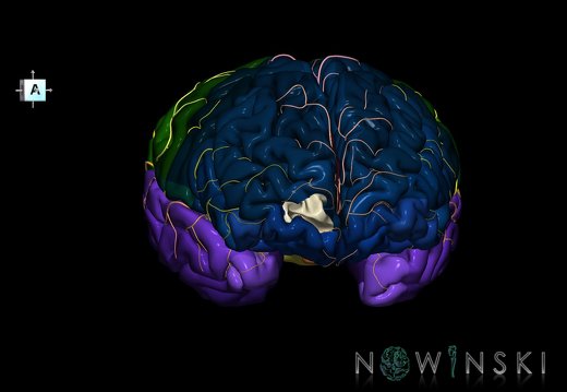 G8.T3.1-6 6.29.2-13.4-15.2.V8.C2.L0.Cerebrum-No inf trans frontopolar gyrus right-WM-Intracranial arteries
