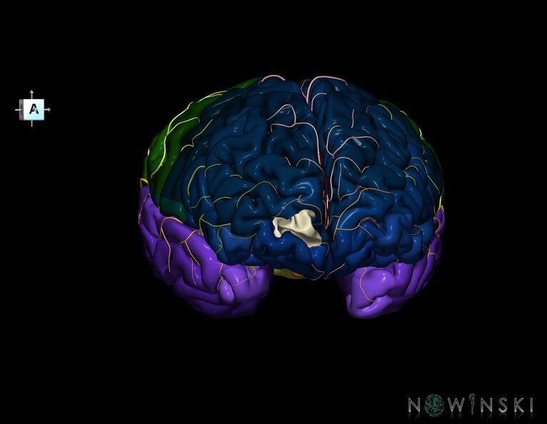 G8.T3.1-6_6.29.2-13.4-15.2.V8.C2.L0.Cerebrum-No_inf_trans_frontopolar_gyrus_right-WM-Intracranial_arteries.tiff