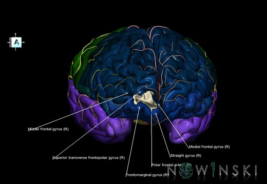 G8.T3.1-6 6.29.2-13.4-15.2.V8.C2.L1.Cerebrum-No inf trans frontopolar gyrus right-WM-Intracranial arteries