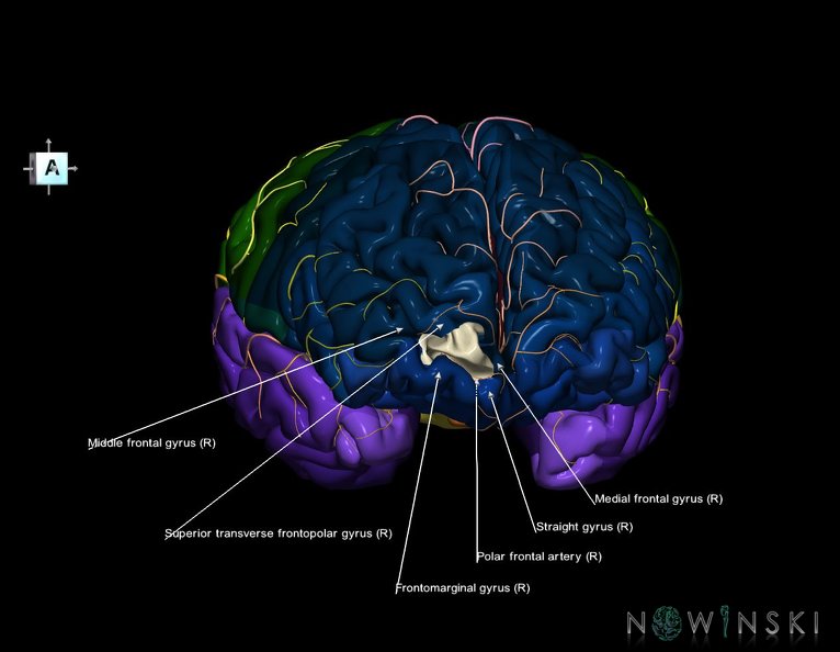 G8.T3.1-6_6.29.2-13.4-15.2.V8.C2.L1.Cerebrum-No_inf_trans_frontopolar_gyrus_right-WM-Intracranial_arteries.tiff