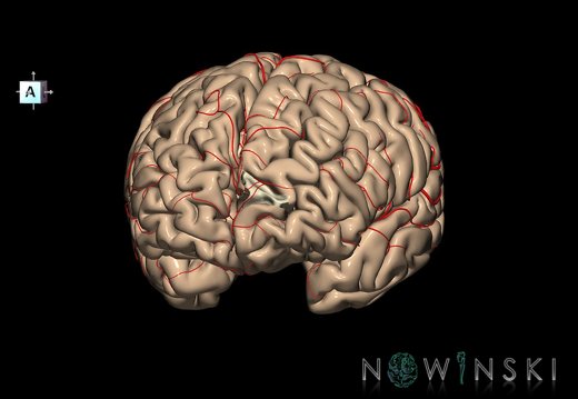 G8.T3.1-6 6.29.3-13.4-15.2.V7.C1.L0.Cerebrum-No sup trans frontopolar gyrus left-WM-Intracranial arteries