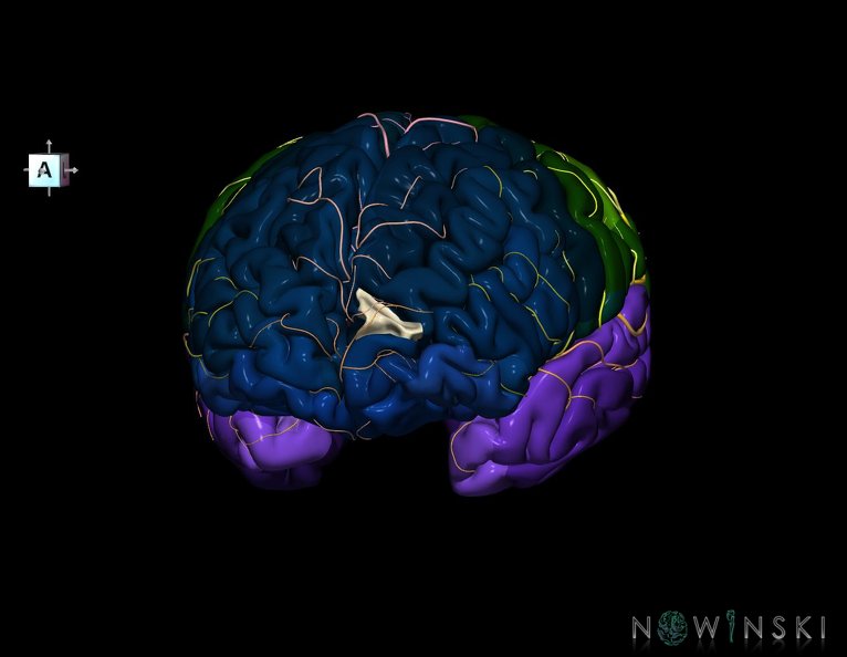 G8.T3.1-6_6.29.3-13.4-15.2.V7.C2.L0.Cerebrum-No_sup_trans_frontopolar_gyrus_left-WM-Intracranial_arteries.tiff